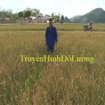 Xã Bài Sơn 140 ha lúa bị khô cháy